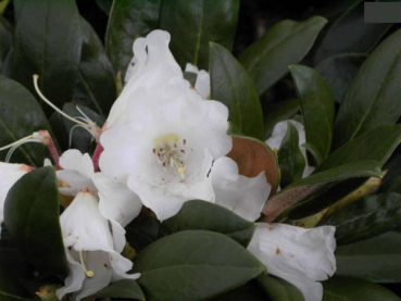 Rhododendron bureavii Teddy Bear